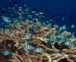 colony-fish1.jpg