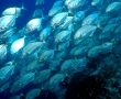 jack-fish.jpg