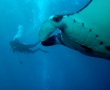 manta-ray-2.jpg