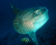 mola-4.jpg