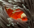 nemo-g.jpg