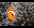 nemo-pose-bw.jpg