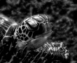 penyu-bw1.jpg