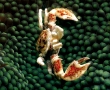 porcelen-crab.jpg