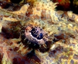 eye-of-crocodile-fish.jpg
