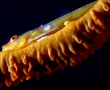 goby-bleny1.jpg