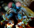 mantis-shrim-lembeh.jpg