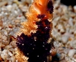 paku-coral.jpg