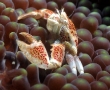 porcelen-crab2.jpg