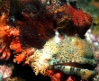 scorpion-fish.jpg