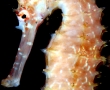 sea-horse1.jpg