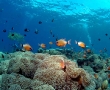 reef-paradise.jpg