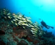 school-of-sweetlips.jpg