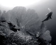 sea-fans-batu-kapal1bw.jpg