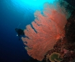 sea-fans-too.jpg